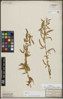 Foto von Salix alba subsp. vitellina (L.) Arcang. x Salix babylonica L.